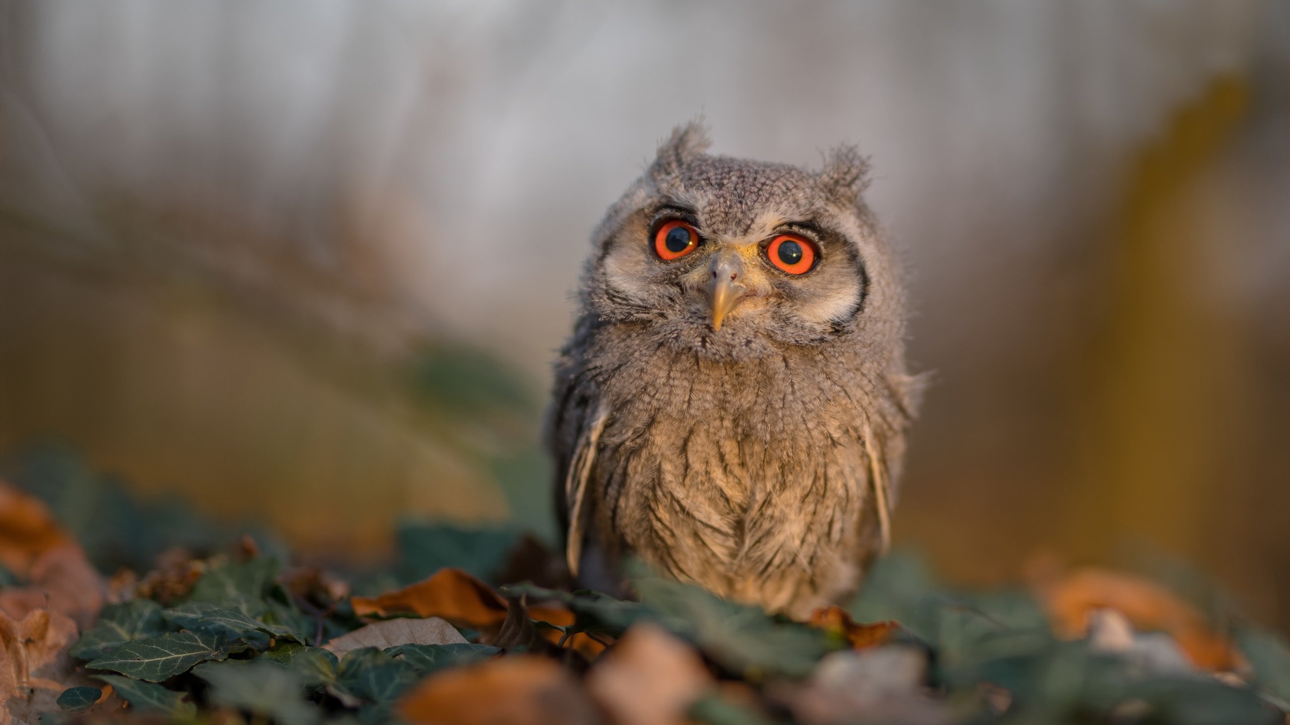 振翅一击,老鹰斩落猛龙,锡安化身关键先生